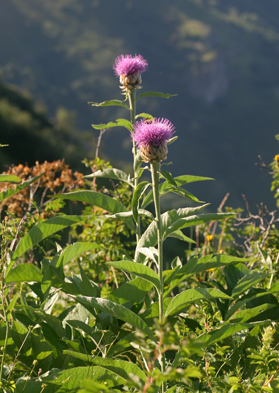 Rhaponticum bicknellii / Fiordaliso di Bicknell